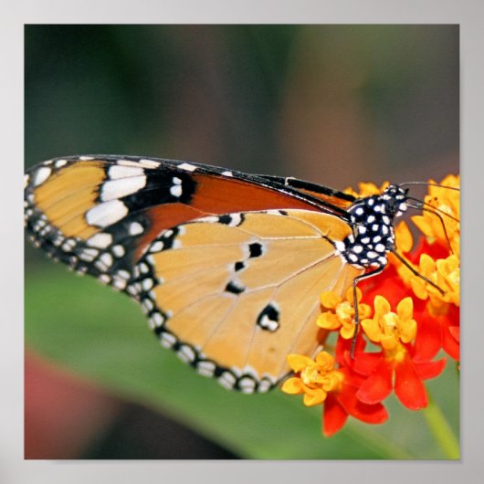 Queen Butterfly Poster Print (Vorne)