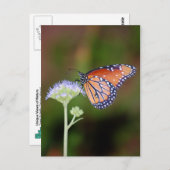 Queen Butterfly Postkarte (Vorne/Hinten)