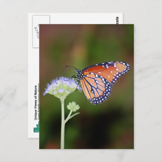 Queen Butterfly Postkarte (Vorne/Hinten)