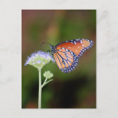 Queen Butterfly Postkarte (Vorderseite)