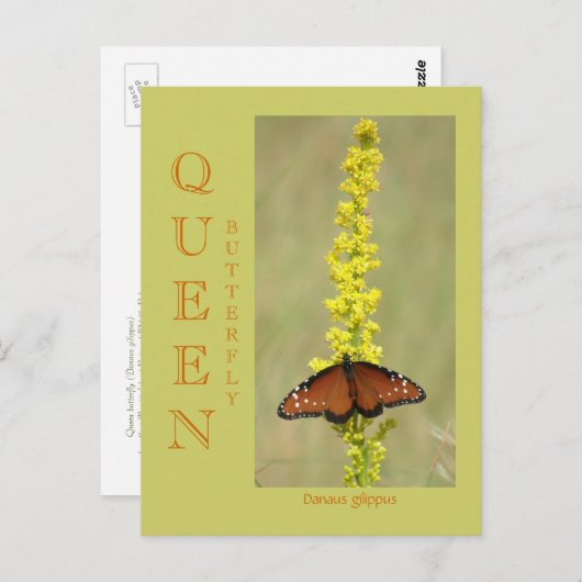 QUEEN BUTTERFLY POSTKARTE (Vorne/Hinten)