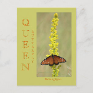 QUEEN BUTTERFLY POSTKARTE