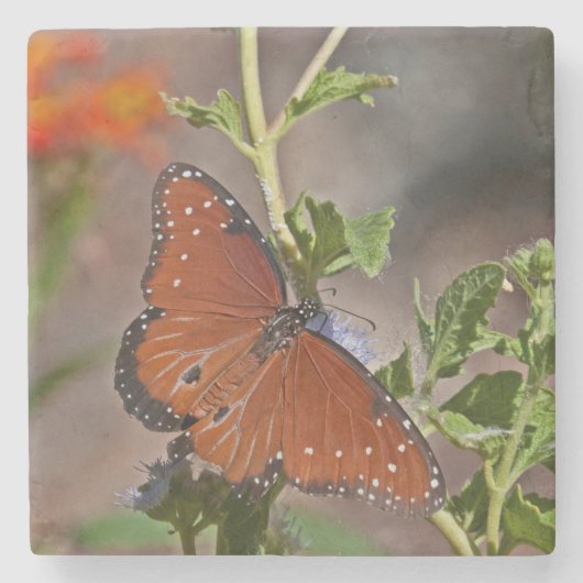 Queen Butterfly Steinuntersetzer (Vorderseite)