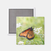 Queen Butterfly Sunning on Milkweed Magnet (Vorderseite/Rückseite)