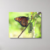 Queen Butterfly und Monarch Raupe Leinwand (Vorderseite)