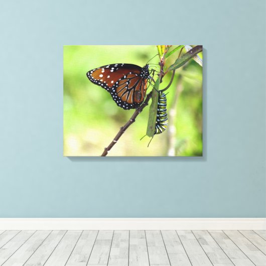 Queen Butterfly und Monarch Raupe Leinwand (Insitu (Holzboden))