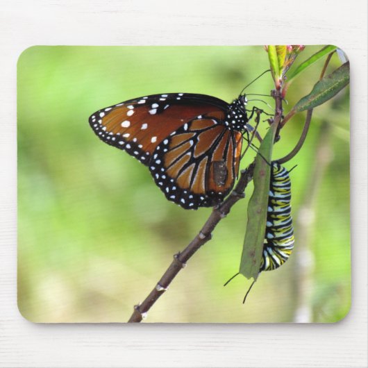 Queen Butterfly und Monarch Raupe Mouse Pad Mousepad (Vorne)