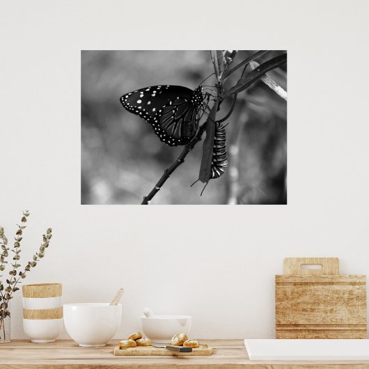 Queen Butterfly w Monarch Raupe in B & W Poster (Küche)