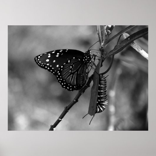 Queen Butterfly w Monarch Raupe in B & W Poster (Vorne)