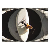 Queen Carpenter Ant ~ Foto (Vorne)
