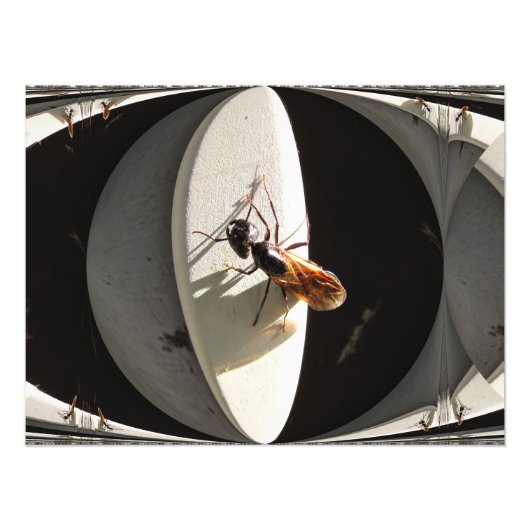 Queen Carpenter Ant ~ Foto (Vorne)