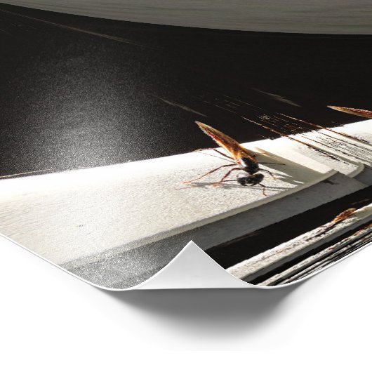 Queen Carpenter Ant ~ Foto (Ecke)