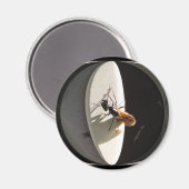 Queen Carpenter Ant ~ Magnet (Vorderseite/Rückseite)