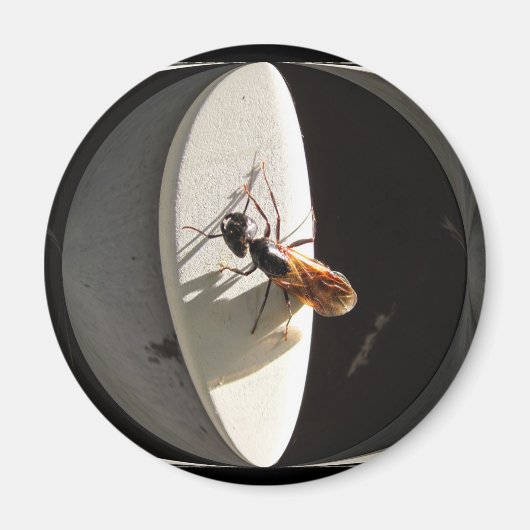 Queen Carpenter Ant ~ Magnet (Vorne)