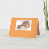 Queen Cat 2 Foto Card / Bruderkatze im Bad Ref Karte (Rückseite)