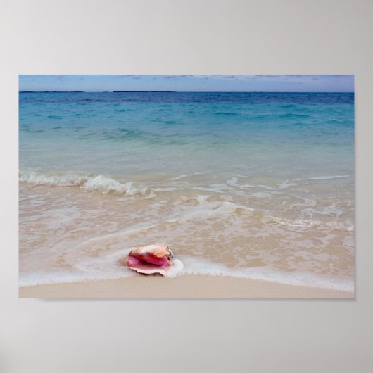 Queen Conch am Strand, Bahamas Poster (Vorne)