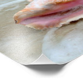 Queen Conch am Strand Fotodruck (Ecke)