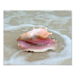 Queen Conch am Strand Fotodruck