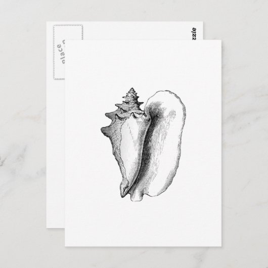 Queen Conch (Line Art) Postkarte (Vorne/Hinten)