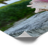 Queen Conch Muschel auf einer Mauer, die Bahamas Poster (Ecke)