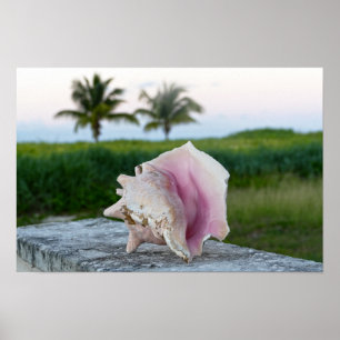 Queen Conch Muschel auf einer Mauer, die Bahamas Poster