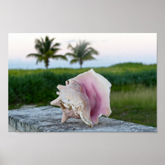 Queen Conch Muschel auf einer Mauer, die Bahamas Poster (Vorne)