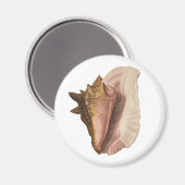 Queen Conch Muschel Seashell, Vintag maritimes Leb Magnet (Vorderseite/Rückseite)
