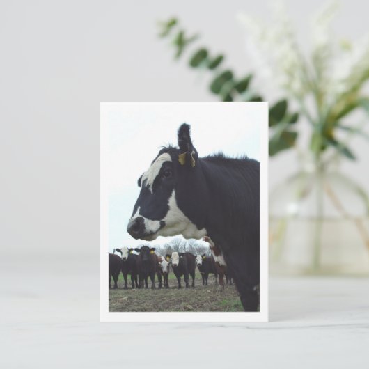 Queen Cow Postcard Postkarte (Stehend Vorderseite)