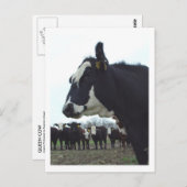 Queen Cow Postcard Postkarte (Vorne/Hinten)