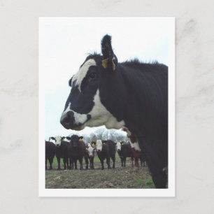 Queen Cow Postcard Postkarte