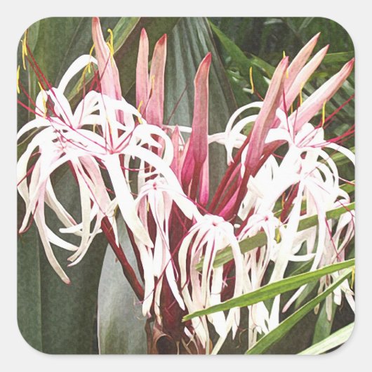 Queen Emma Crinum Lilies Sticker (Vorderseite)