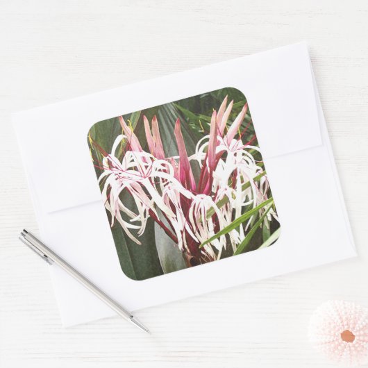 Queen Emma Crinum Lilies Sticker (Umschlag)