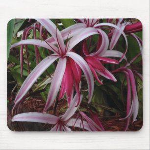 Queen Emmas Purpur Crinum-Lilie Mousepad