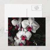 Queen Orchid Postkarte (Vorne/Hinten)