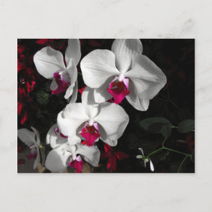 Queen Orchid Postkarte