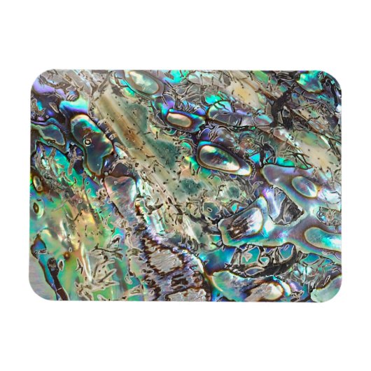 Queen paua Muschel Magnet (Horizontal)