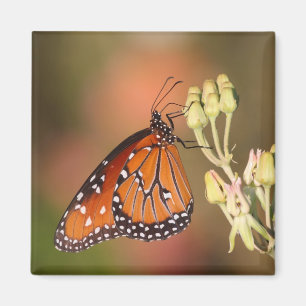 Queen-Schmetterling auf einem Ast Magnet