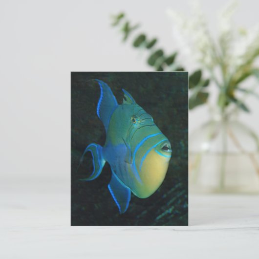 Queen Triggerfish Postkarte (Stehend Vorderseite)