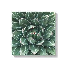 Queen Victoria agave Leinwand