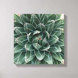 Queen Victoria agave Leinwand