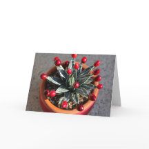 Queen Victoria Agave mit Cranberries von DLBaldwin