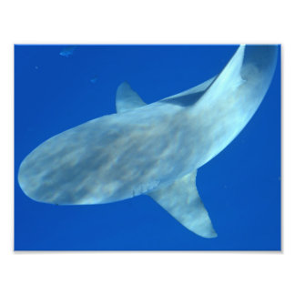 Queenie the Bull Shark - from Jupiter, FL Fotodruck