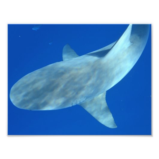 Queenie the Bull Shark - from Jupiter, FL Fotodruck (Vorne)