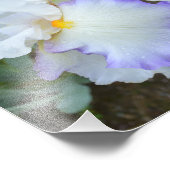 Queen's Circle Iris 10"x8" Foto Print (Ecke)