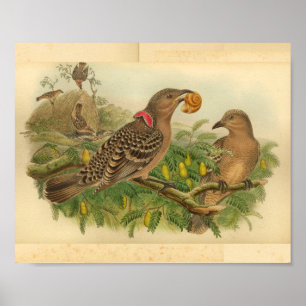 Queensland-Laubenvogel Braun Rot Vintage-Druck Poster