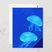 Quellyfish North Carolina Aquarium Postkarte (Vorne/Hinten)