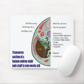 Querabschnitt des menschlichen Embryos 9 Wochen Mousepad (Mit Mouse)