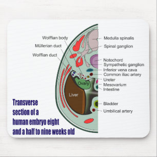Querabschnitt des menschlichen Embryos 9 Wochen Mousepad