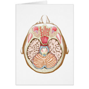 Querabschnitt des Midbrain