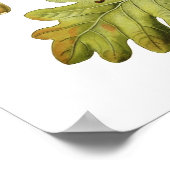 Quercus pedunculata (englische Eiche) Poster (Ecke)